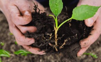 A Beginner’s Guide To Rooting Plants In Soil