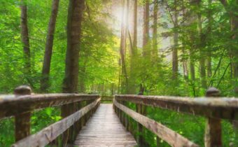 Nature Therapy: Benefits of Connecting with Nature