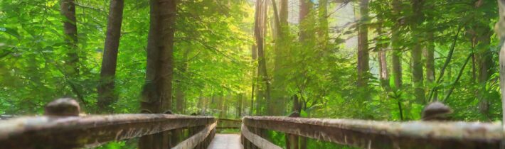 Nature Therapy: Benefits of Connecting with Nature