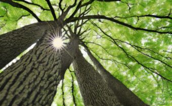 Caring for Trees: Nurturing Nature’s Gentle Giants