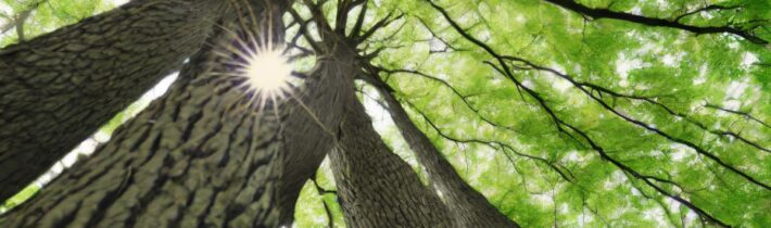 Caring for Trees: Nurturing Nature’s Gentle Giants