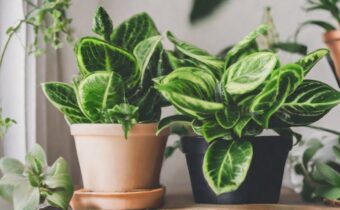 Houseplant Pests: Identifying and Treating Common Invaders