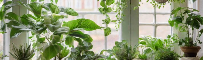 Indoor-Outdoor Plants: Versatile Greenery for Any Space