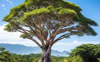 Albizia: The Healing Tree and Its Remarkable Benefits