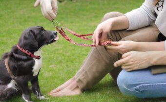 Animal Therapy & Animal Assisted Interventions