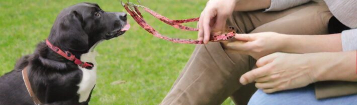 Animal Therapy & Animal Assisted Interventions