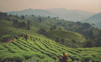 Hill Station Coffee: A Journey Through India’s Finest Brews