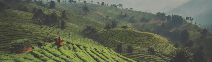 Hill Station Coffee: A Journey Through India’s Finest Brews