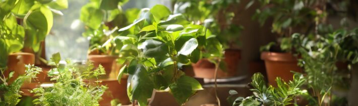 The Surprising Benefits of Using Terra Cotta Pots for Your Plants