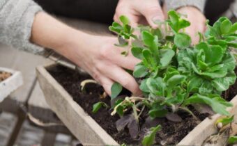 Winter Gardening Tips: Keep Your Green Thumb Thriving Year-Round