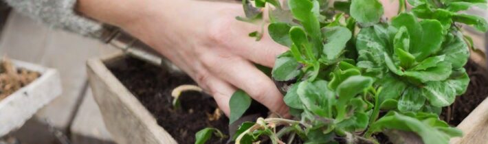 Winter Gardening Tips: Keep Your Green Thumb Thriving Year-Round