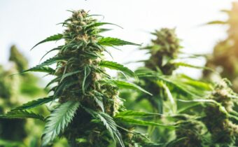 Hemp Derived CBD Made Simple