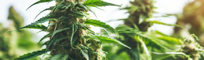 Hemp Derived CBD Made Simple