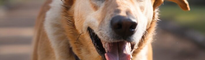 The Inspiring Story of a Seeing Eye Dog Trained for Running