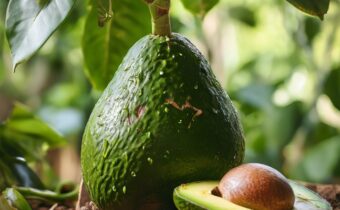 The Surprising Hack for Growing an Avocado Tree from a Pit