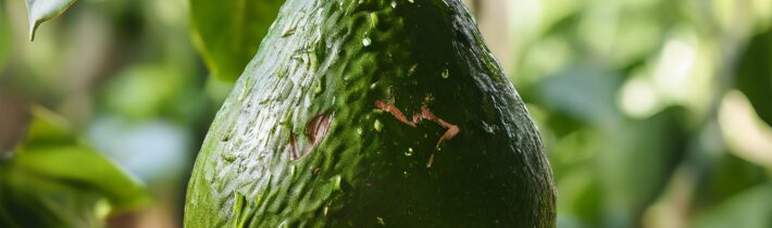 The Surprising Hack for Growing an Avocado Tree from a Pit