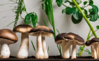 What to Do When Your Houseplant Starts Growing Mushrooms
