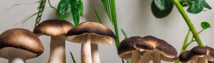 What to Do When Your Houseplant Starts Growing Mushrooms