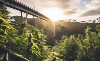 Bridging the Gap: Understanding Cannabis Prescriptions in QLD