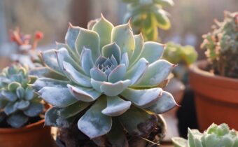 Caring for Succulents During the Winter Months