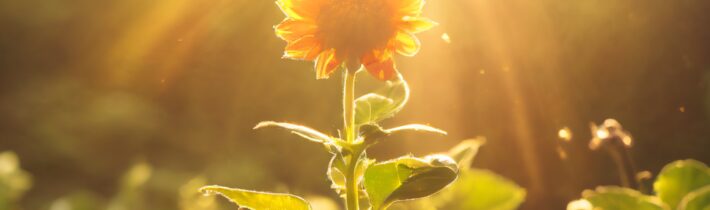 Cultivating Positive Energy