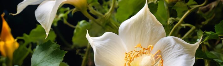 Discover the Enchanting World of Moonflowers and Saffron Tea