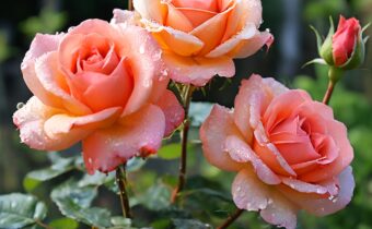 Easy-Care Roses for Low-Maintenance Garden Beauty