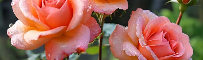Easy-Care Roses for Low-Maintenance Garden Beauty