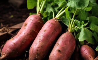 Growing Sweet Potatoes: A Beginner’s Guide to a Delicious Harvest