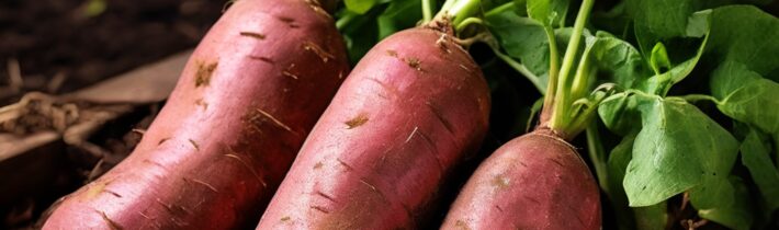 Growing Sweet Potatoes: A Beginner’s Guide to a Delicious Harvest