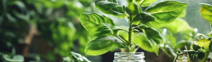 PlantGem: Harnessing the Power of Plants for Wellness