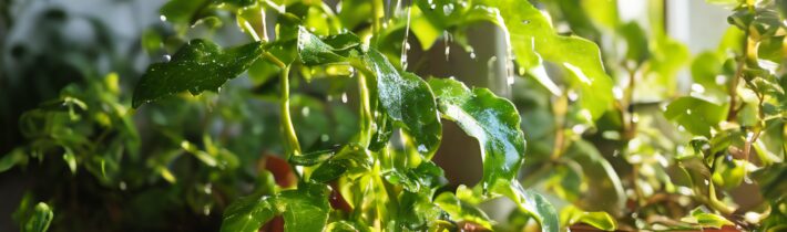Signs You’re Under-Watering Your Plants and How to Fix It