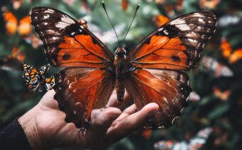The Social Butterfly: Navigating Post-Pandemic Interactions