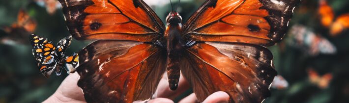 The Social Butterfly: Navigating Post-Pandemic Interactions