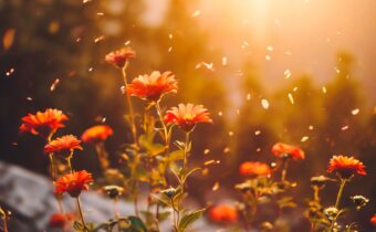 100 Happiness Quotes to Lift Your Mood