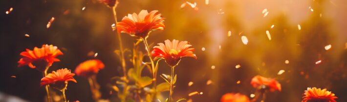 100 Happiness Quotes to Lift Your Mood