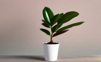 Caring for Baby Rubber Plants
