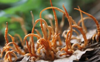 Cordyceps Fungus: The Superfood with Surprising Benefits