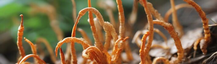 Cordyceps Fungus: The Superfood with Surprising Benefits