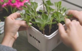 Plant Propagation Tips