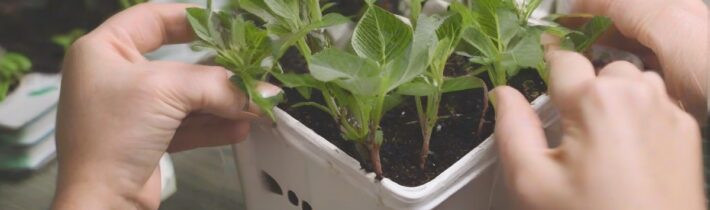 Plant Propagation Tips