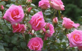 Treating Common Rose Bush Diseases for a Thriving Garden