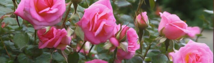 Treating Common Rose Bush Diseases for a Thriving Garden