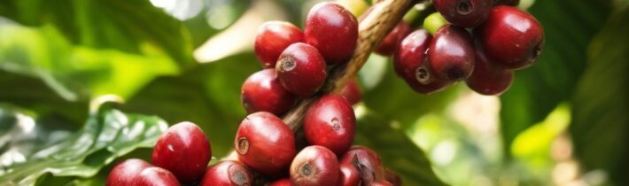 Why Coffee Fruit Could Be the Next Big Nutritional Superfood