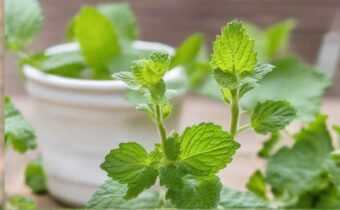 Benefits of Lemon Balm