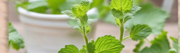 Benefits of Lemon Balm