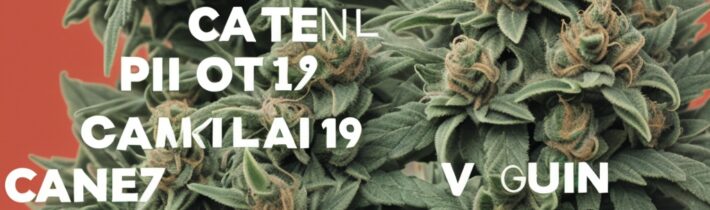 Cannabis and COVID-19