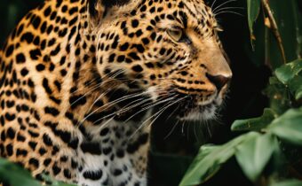 Cariuma’s Leopard Print Collection