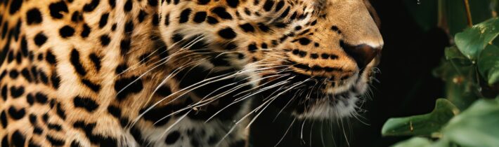 Cariuma’s Leopard Print Collection