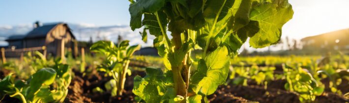 Equity in Regenerative Agriculture